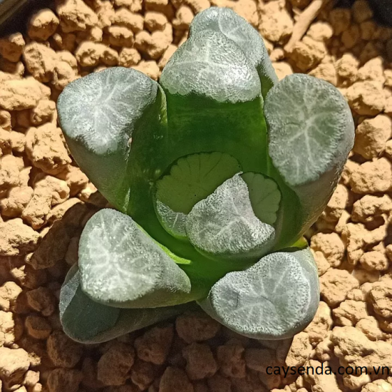 Hướng dẫn trồng sen đá Haworthia - Hoa kiểng Nam Phi với sức hút khó cưỡng 4