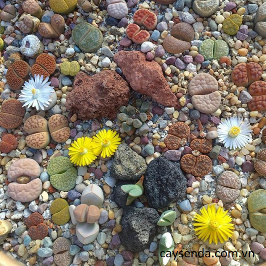 Sen đá mông - Loài hoa xinh xắn vươn lên giữa mảnh đất khô cằn 3