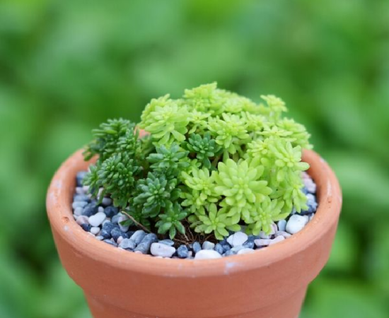 Hướng dẫn cách trồng và chăm sóc sen đá Sedum đơn giản, hiệu quả