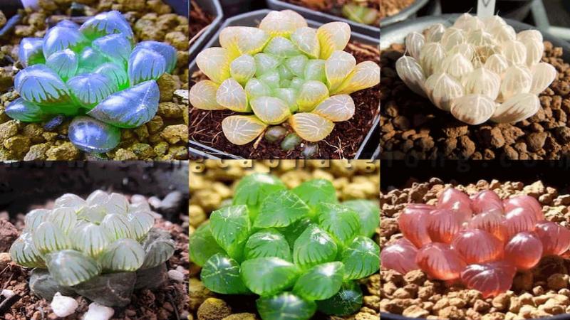 Giới thiệu một số loài sen đá Haworthia nổi tiếng
