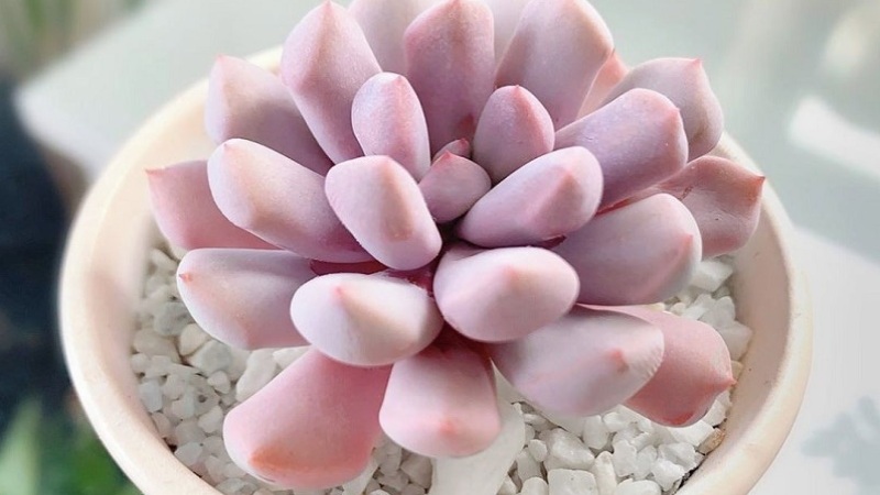 Kỹ thuật chăm sóc sen đá hồng