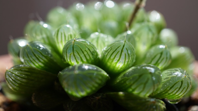 Kỹ thuật trồng sen đá Haworthia
